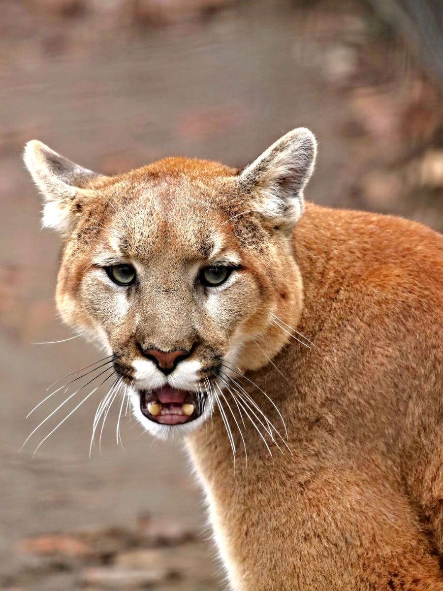 Orange County Zoo, Orange County, California Orange County Zoo, Orange County, California