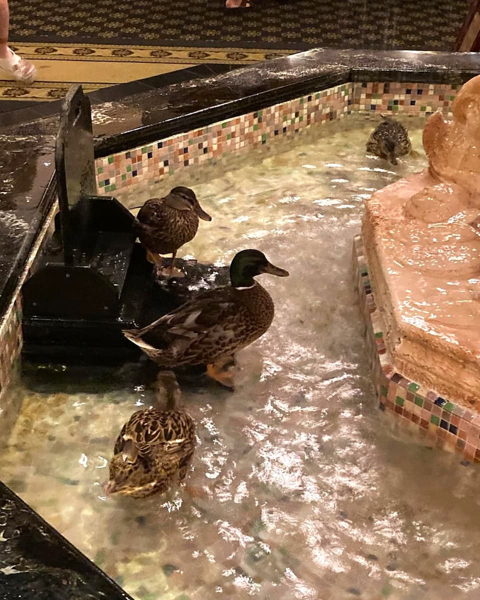 Peabody Ducks, Memphis Peabody Ducks, Memphis
