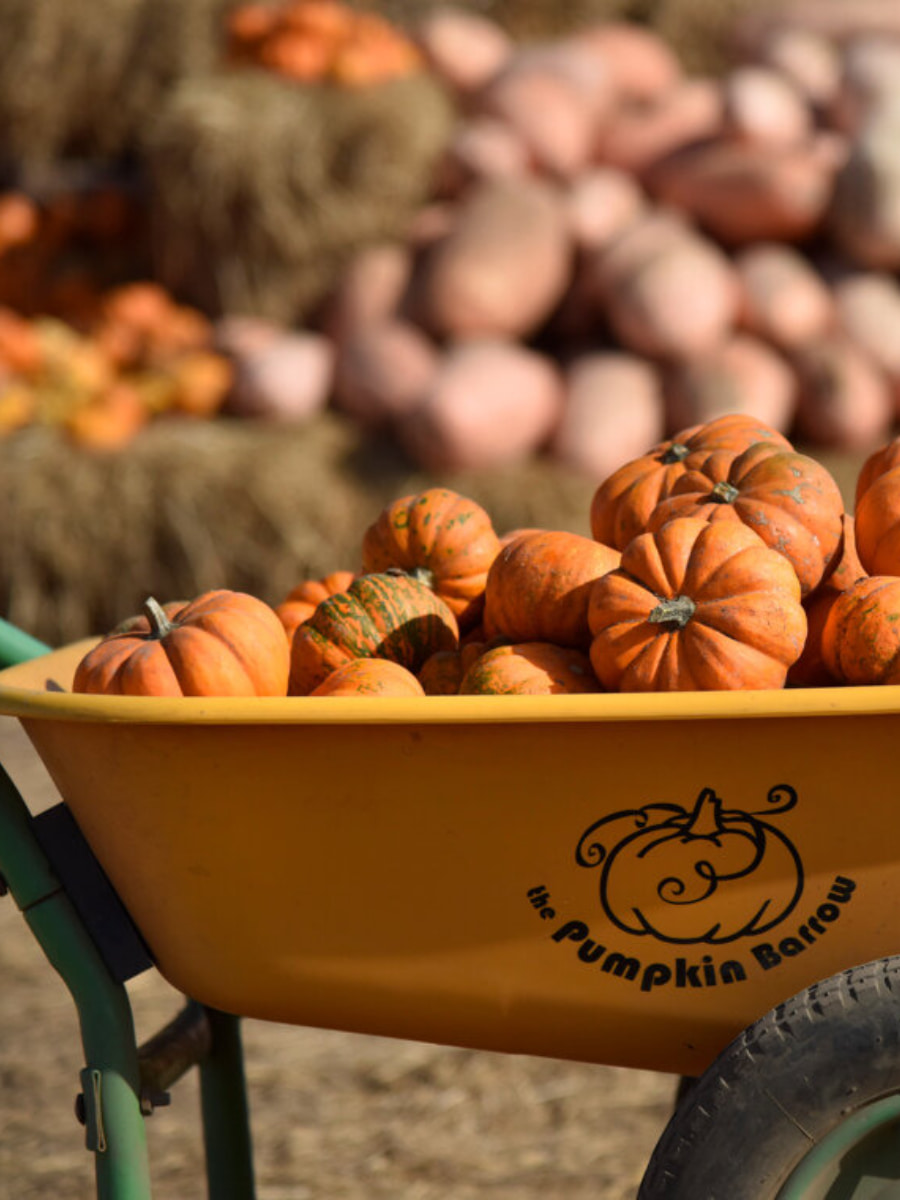 Pumpkin Patches, Orange County, California Pumpkin Patches, Orange County, California