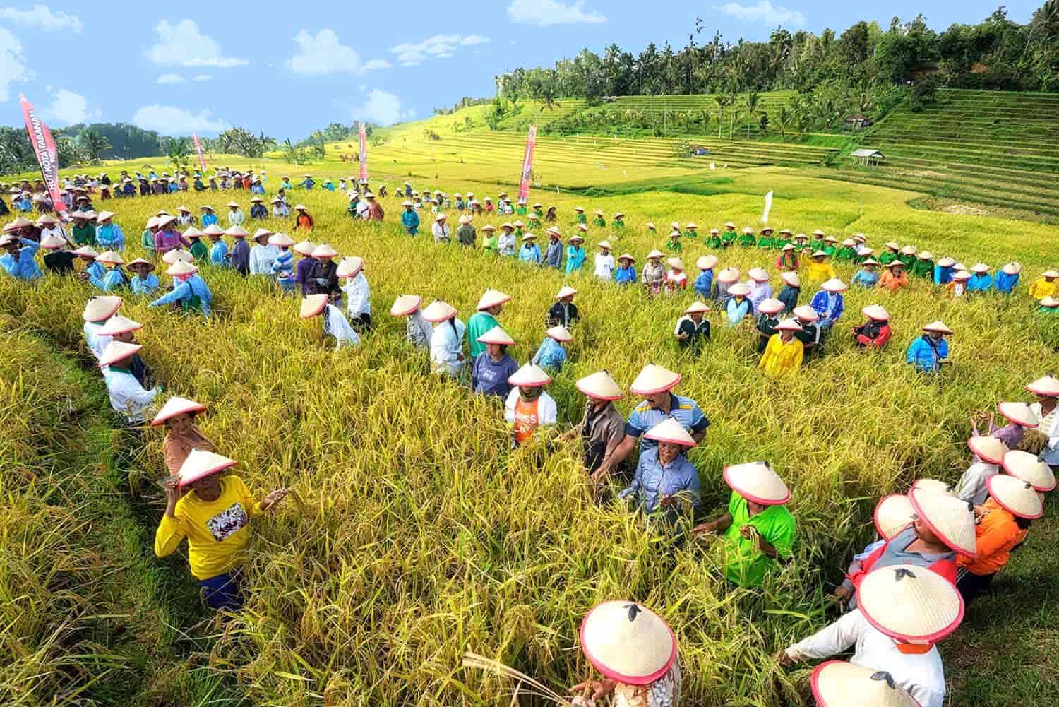 Rice Harvest Festival Rice Harvest Festival
