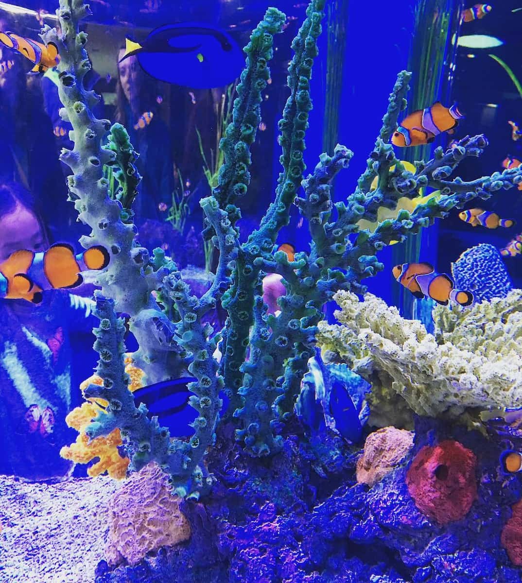 Ripley's Aquarium of Canada Ripley's Aquarium of Canada