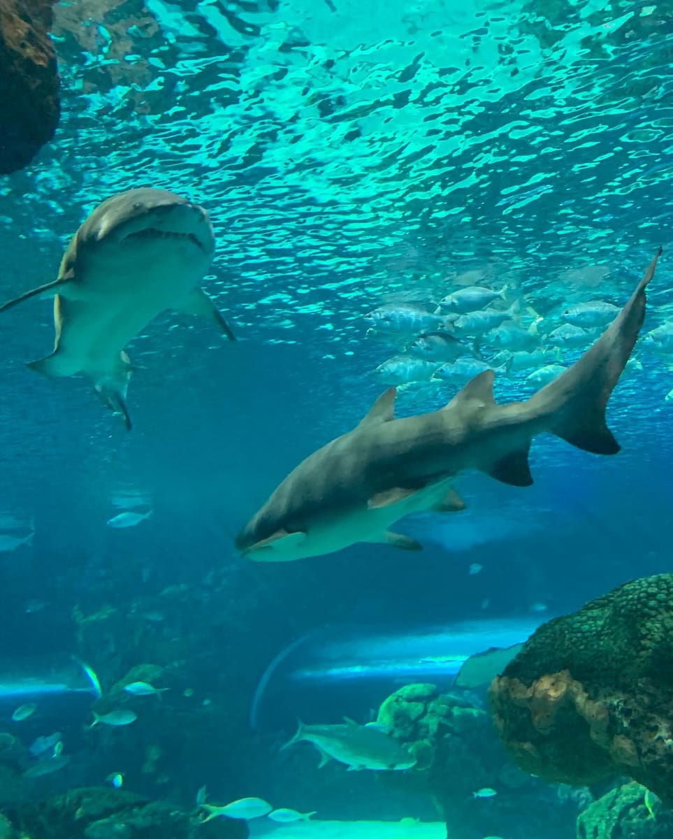 Ripley's Aquarium of Canada Ripley's Aquarium of Canada
