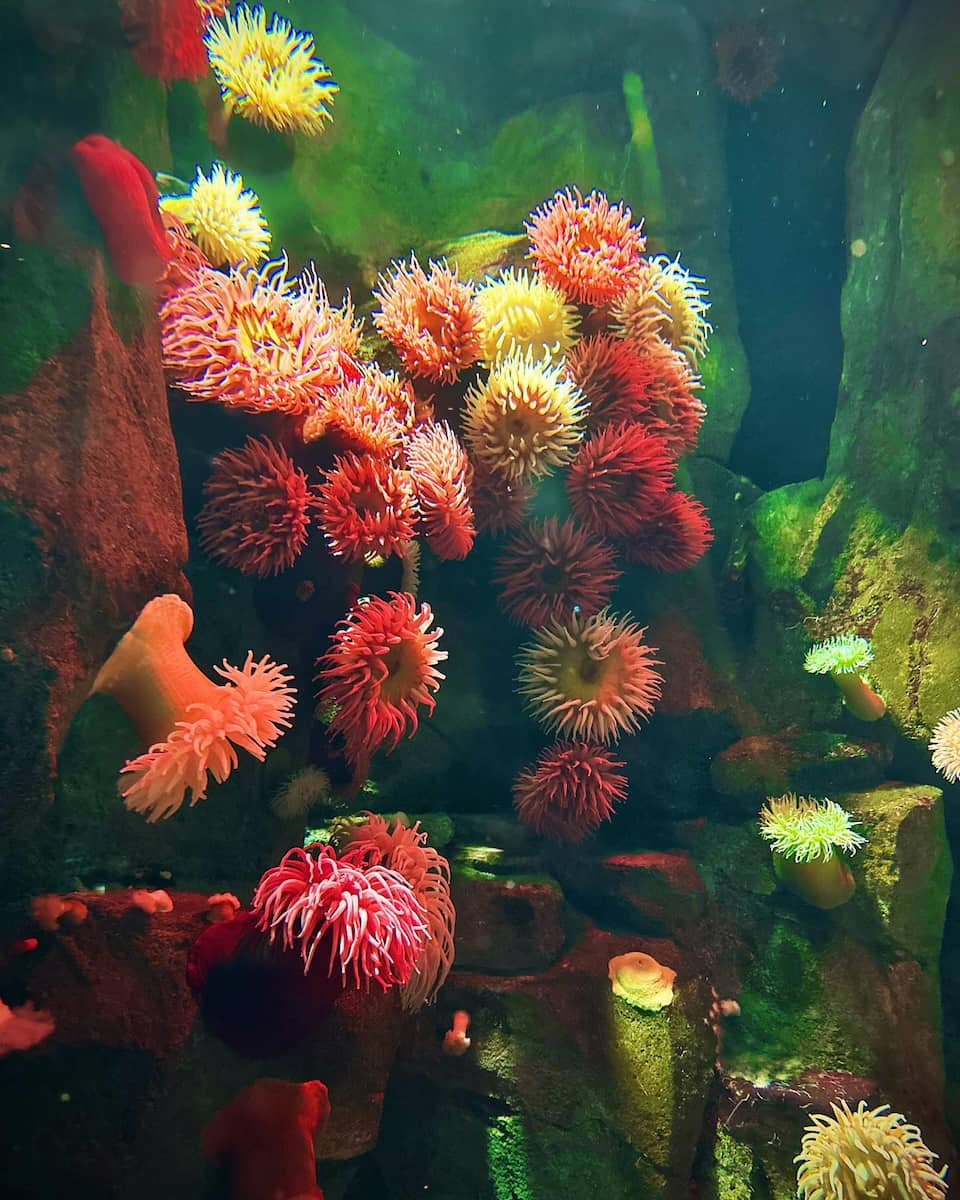 Ripley's Aquarium of Canada Ripley's Aquarium of Canada