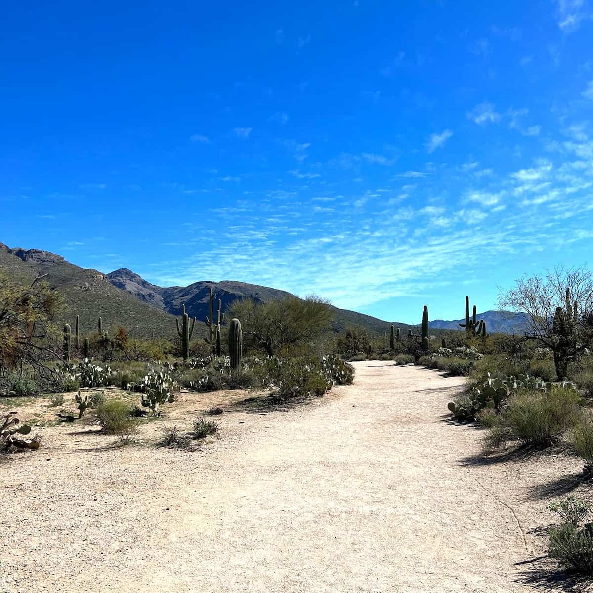 Sabino Canyon Recreation Area, Tucson Sabino Canyon Recreation Area, Tucson