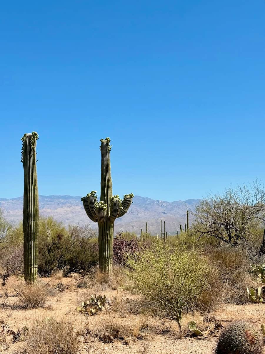 Saguaro National Park, Tucson Saguaro National Park, Tucson