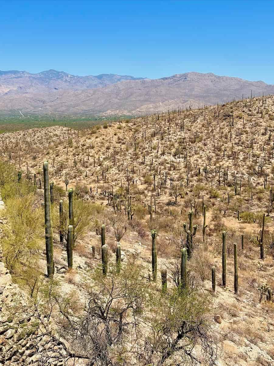 Saguaro National Park, Tucson Saguaro National Park, Tucson