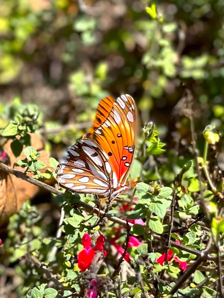 Shipley Nature Center, Orange County, California Shipley Nature Center, Orange County, California