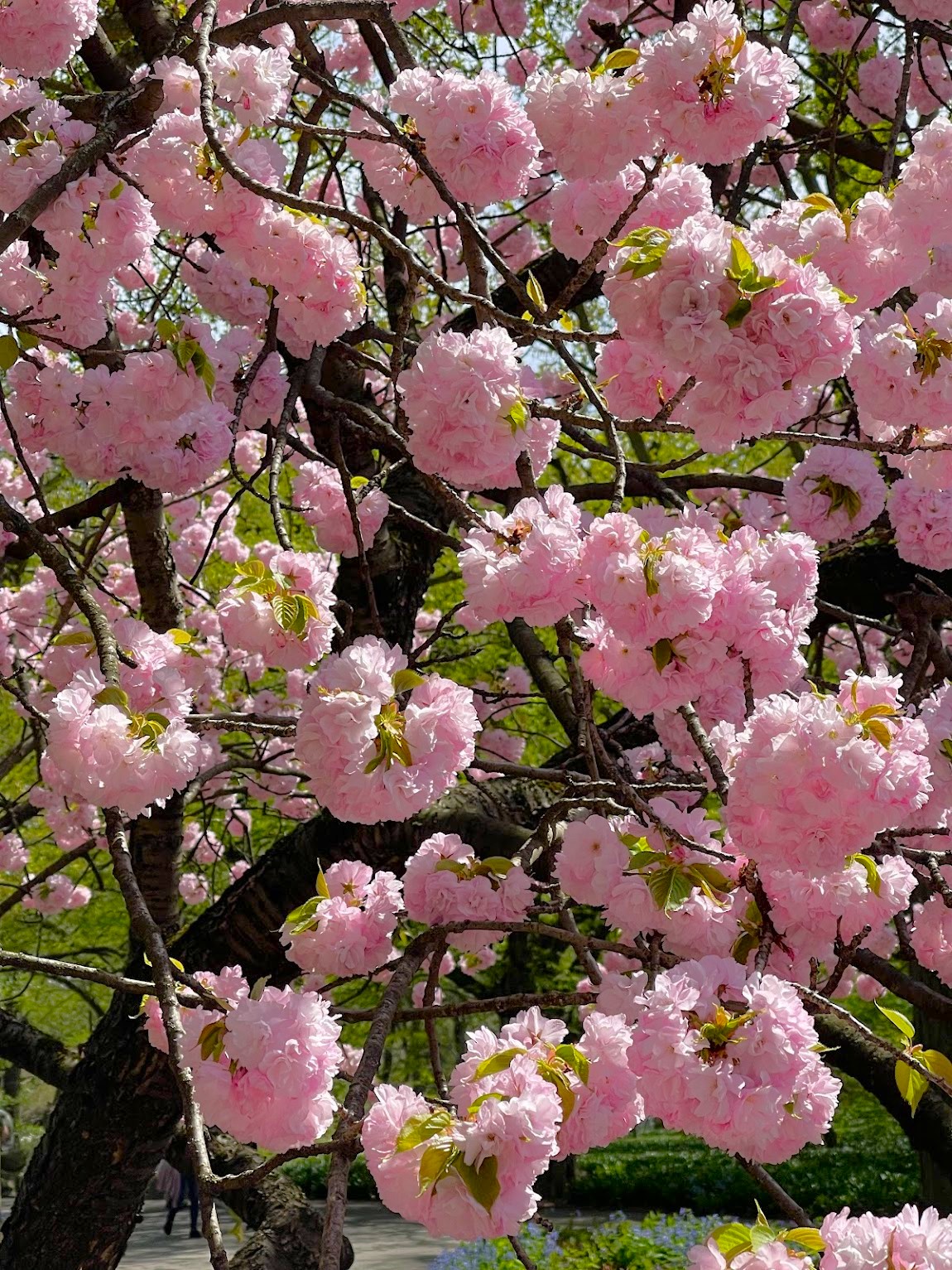 Spring in Brooklyn Spring in Brooklyn