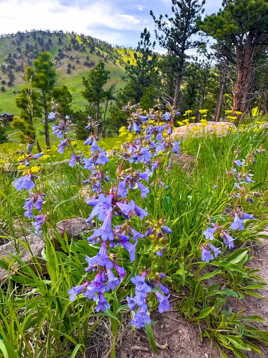 Spring in Estes Park Spring in Estes Park