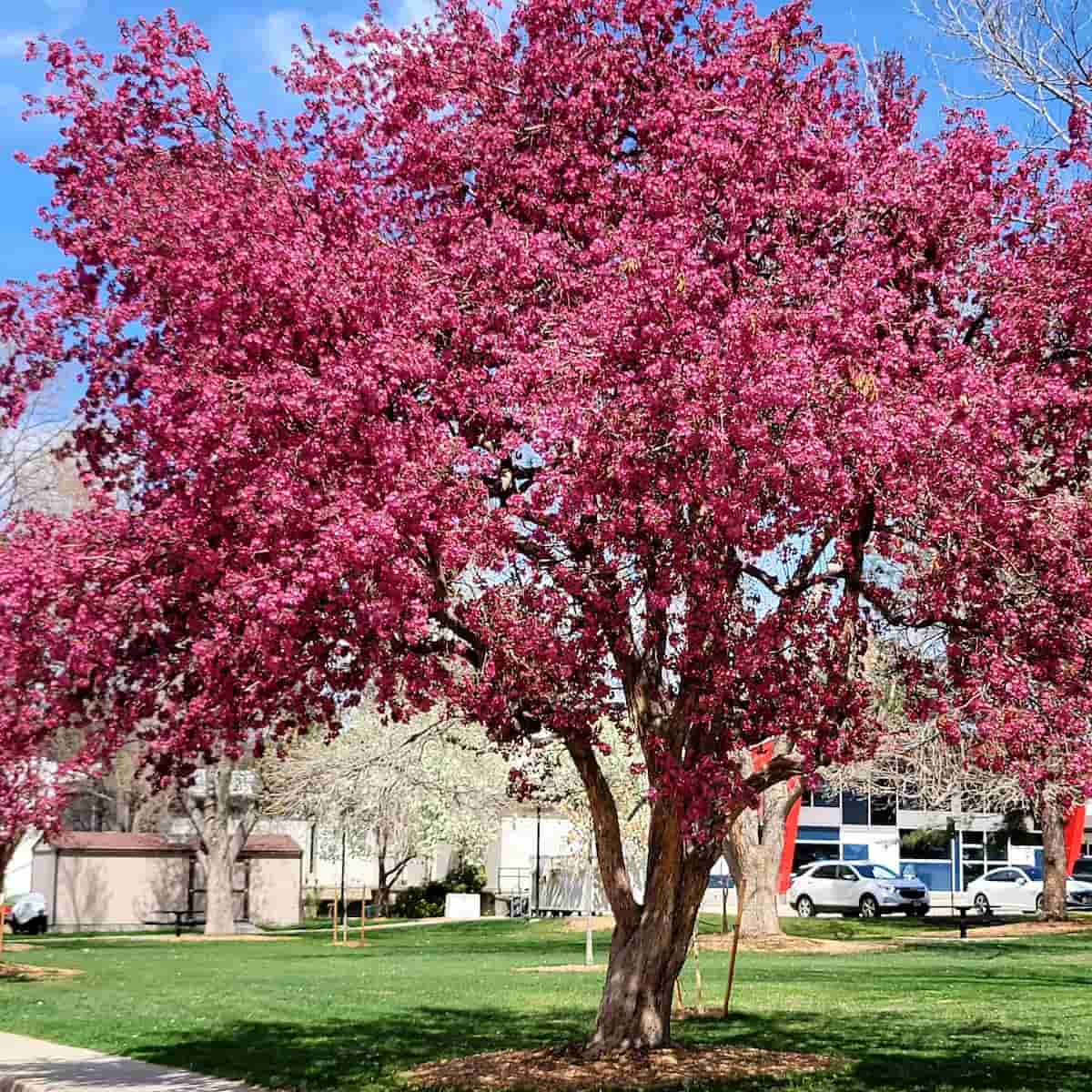 Spring in Estes Park Spring in Estes Park