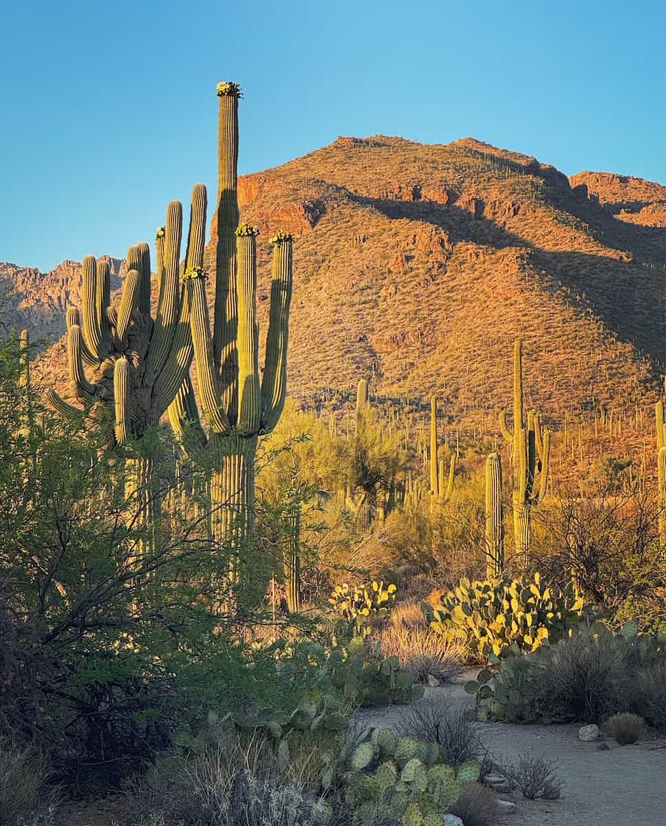 Summer in Tucson Summer in Tucson