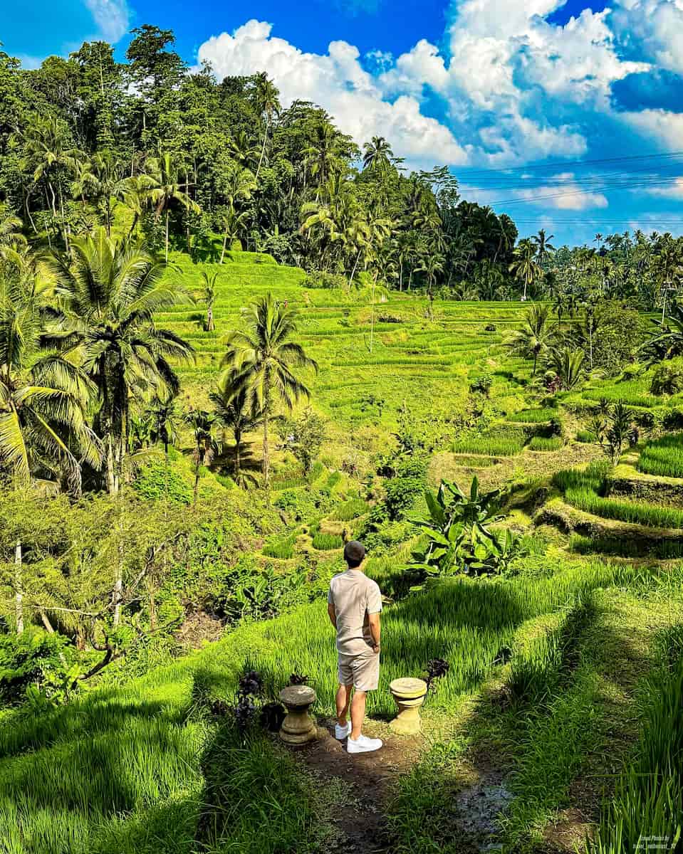 Tegallalang Rice Terraces, Bali Tegallalang Rice Terraces, Bali