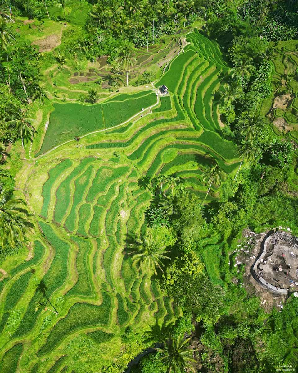 Tegallalang Rice Terraces, Bali Tegallalang Rice Terraces, Bali