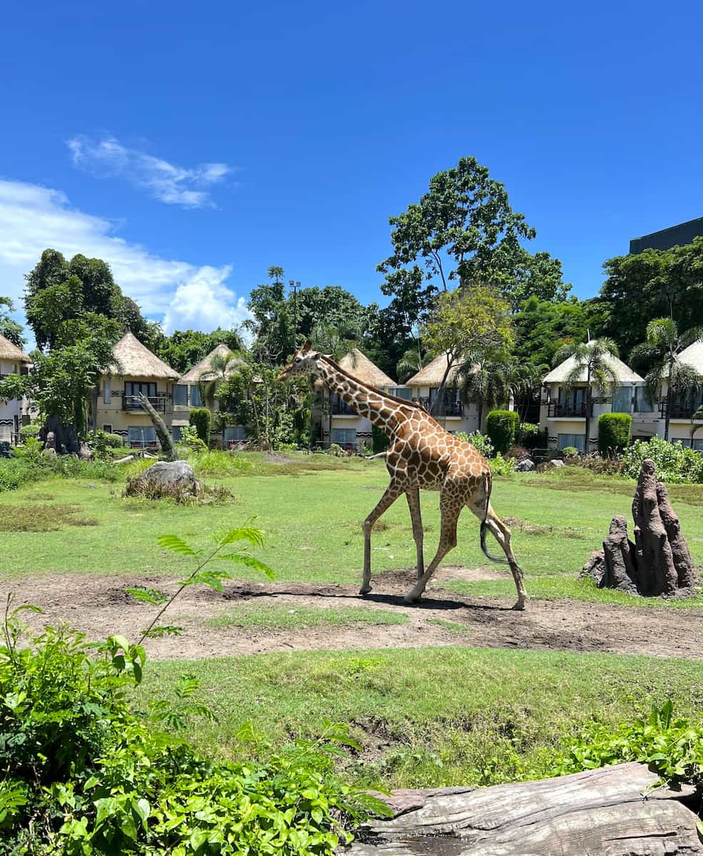 The Amazing Taman Safari Bali The Amazing Taman Safari Bali
