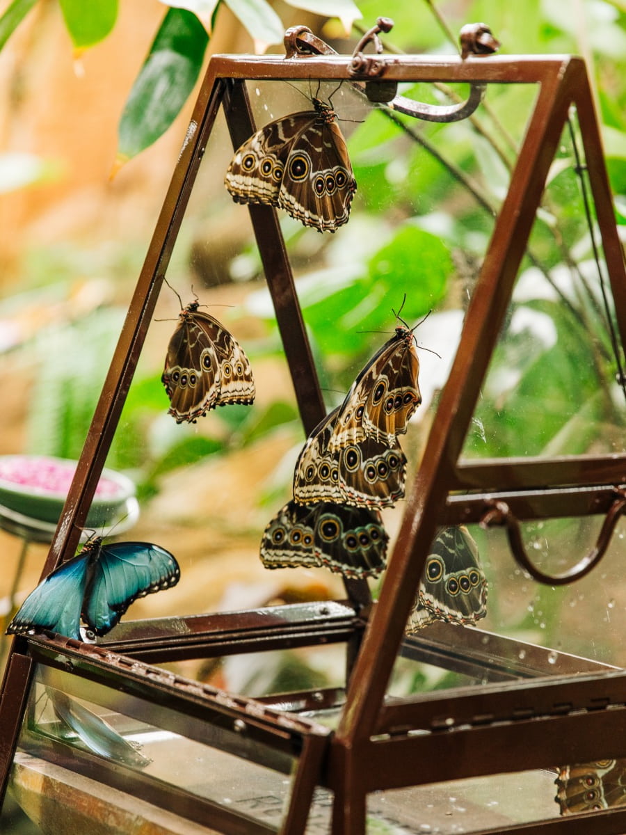 The Fred & Dorothy Fichter Butterflies Are Blooming, Grand Rapids The Fred & Dorothy Fichter Butterflies Are Blooming, Grand Rapids