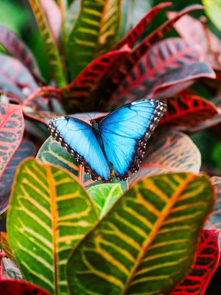 The Fred & Dorothy Fichter Butterflies Are Blooming, Grand Rapids The Fred & Dorothy Fichter Butterflies Are Blooming, Grand Rapids