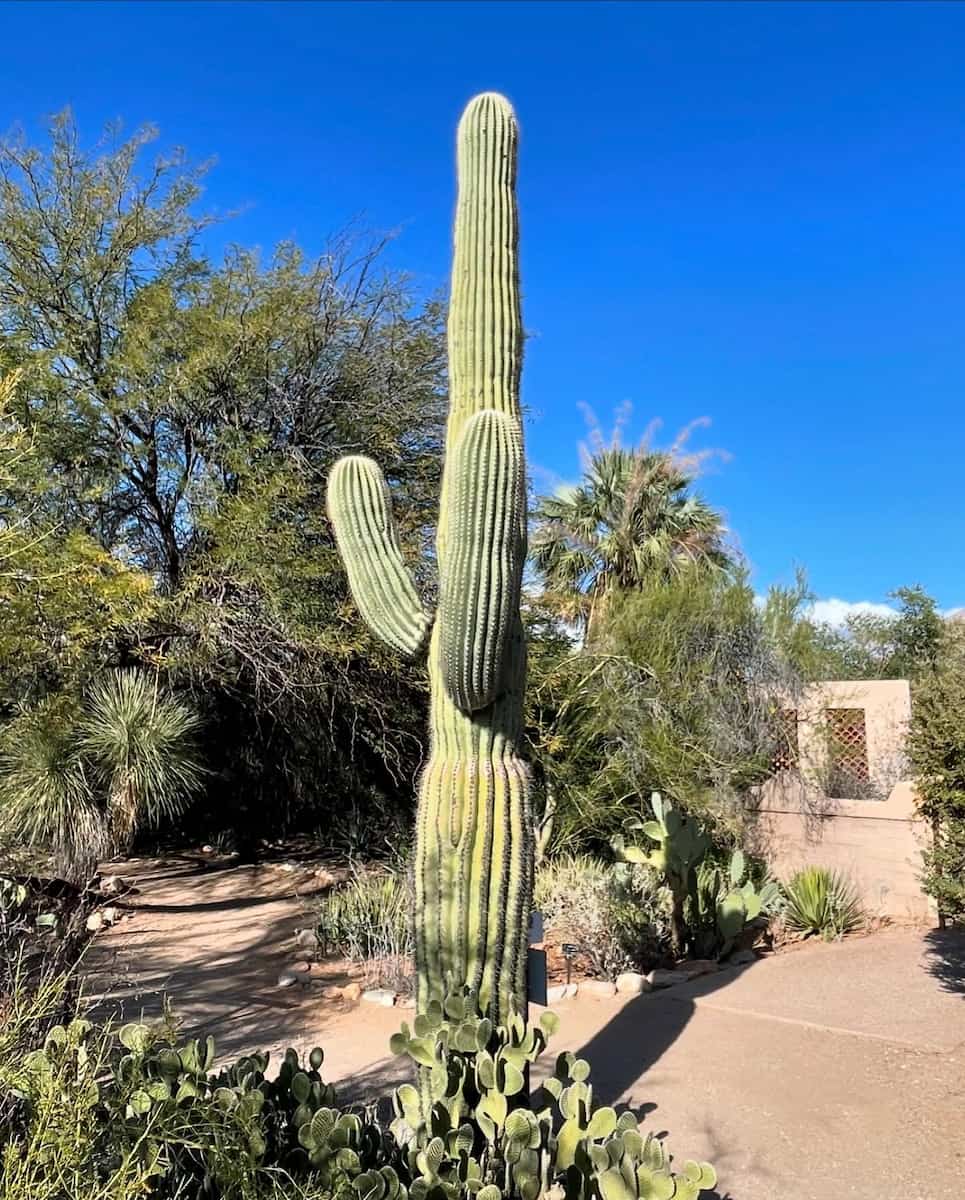 Tohono Chul, Tucson Tohono Chul, Tucson