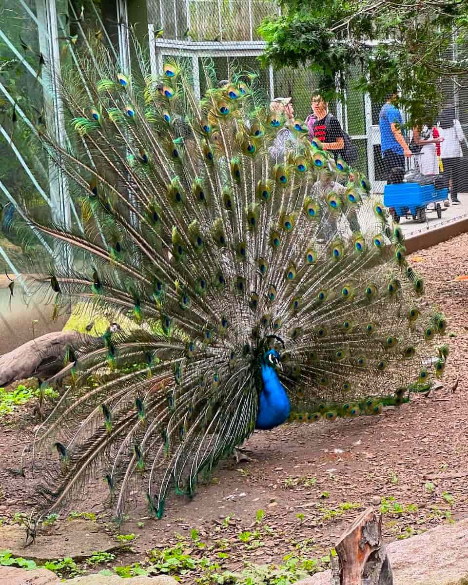 Toronto Zoo, Canada Toronto Zoo, Canada