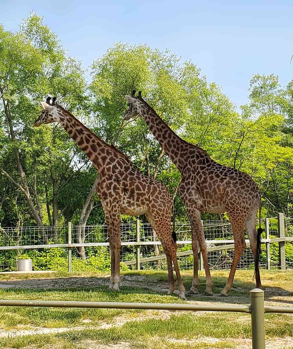Toronto Zoo, Canada Toronto Zoo, Canada