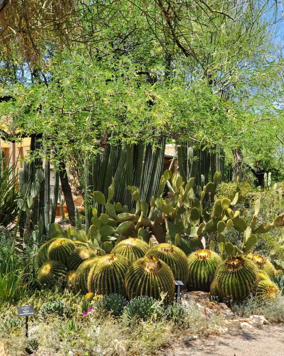 Tucson Botanical Gardens Tucson Botanical Gardens
