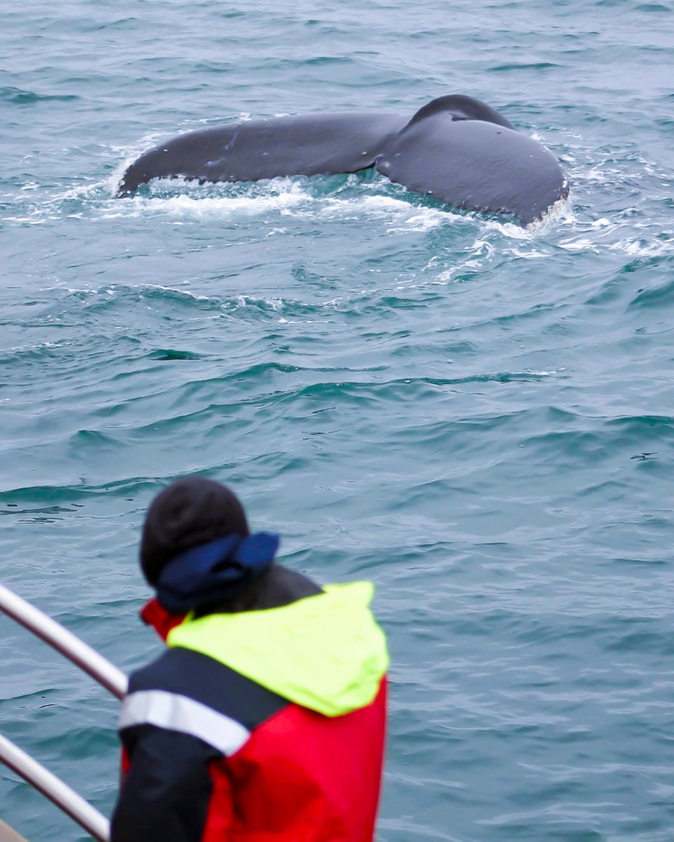 Whale Watching, Iceland Whale Watching, Iceland