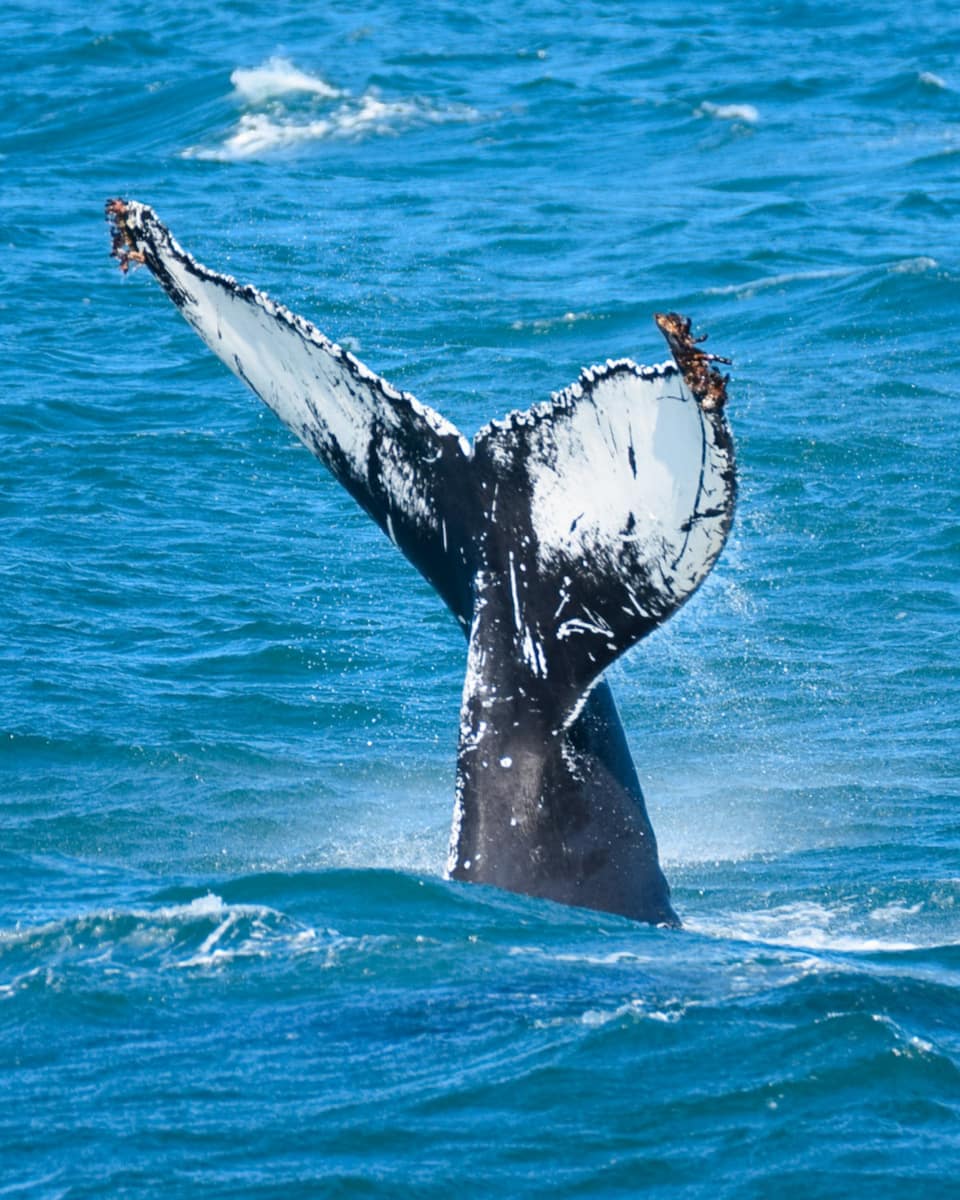 Whale Watching, Iceland Whale Watching, Iceland