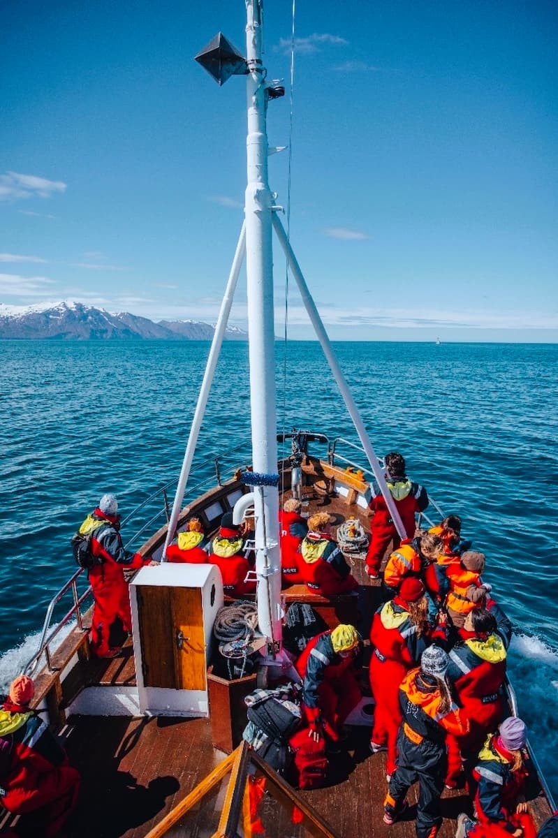Whale Watching, Iceland Whale Watching, Iceland