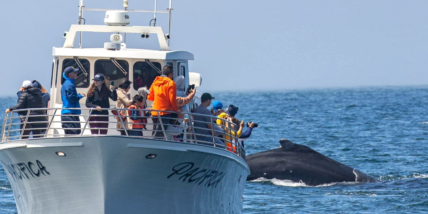 Whale Watching, Monterey Whale Watching, Monterey