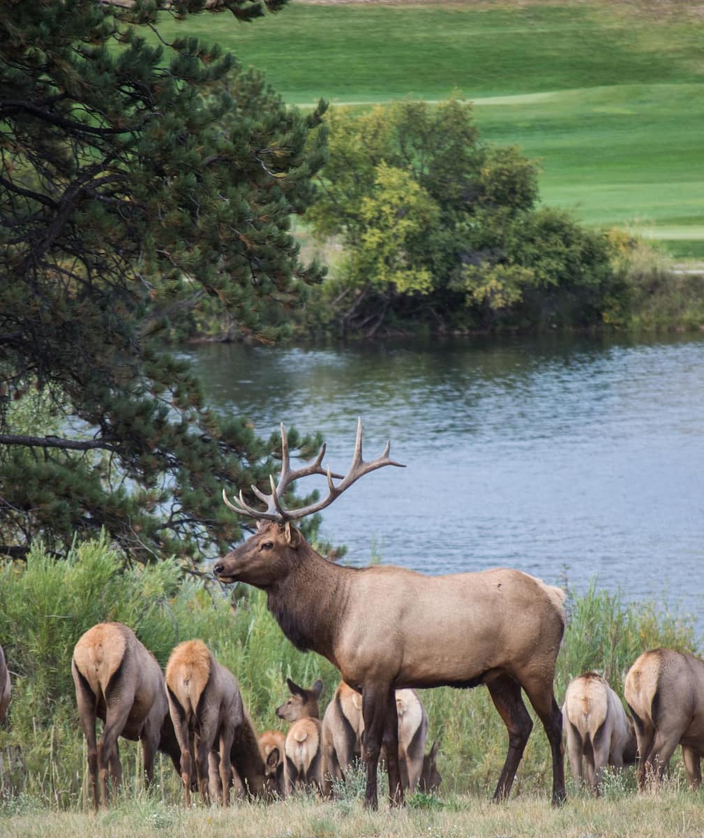 Wildlife Spotting, Estes Park Wildlife Spotting, Estes Park