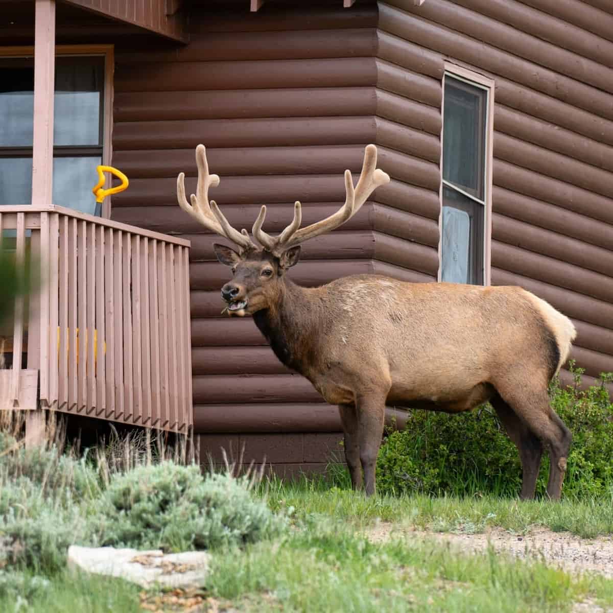 Wildlife Spotting, Estes Park Wildlife Spotting, Estes Park