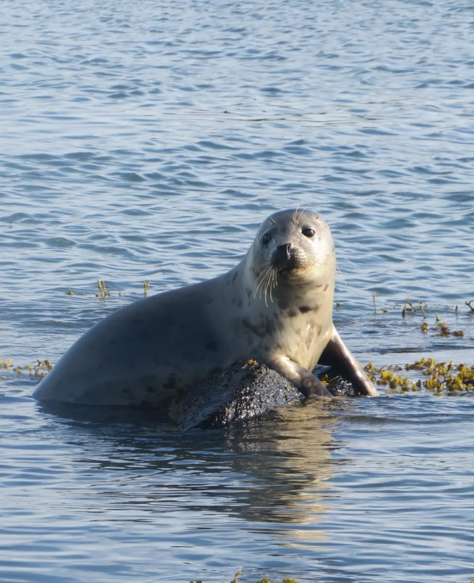 Ytri Tunga, Iceland Ytri Tunga, Iceland