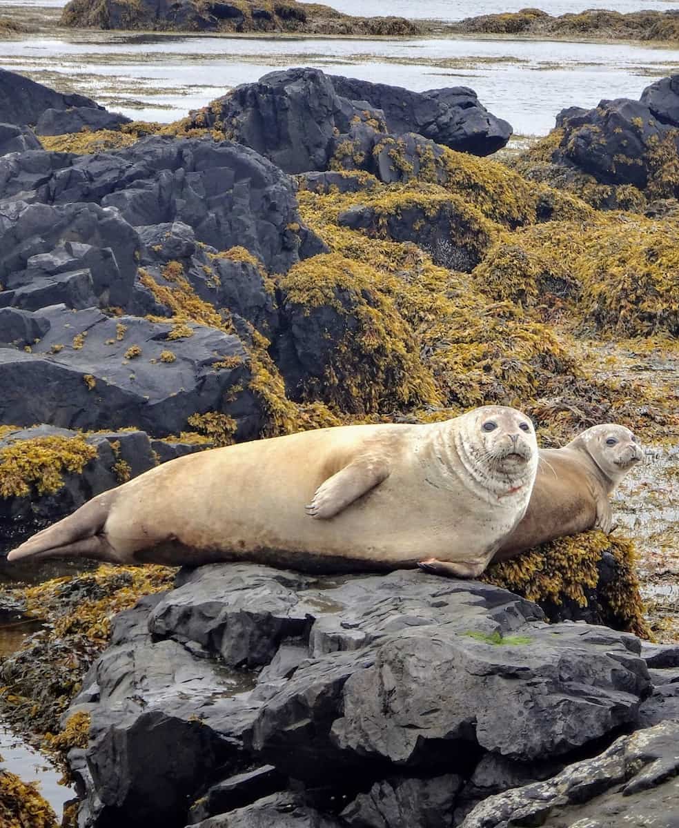 Ytri Tunga, Iceland Ytri Tunga, Iceland