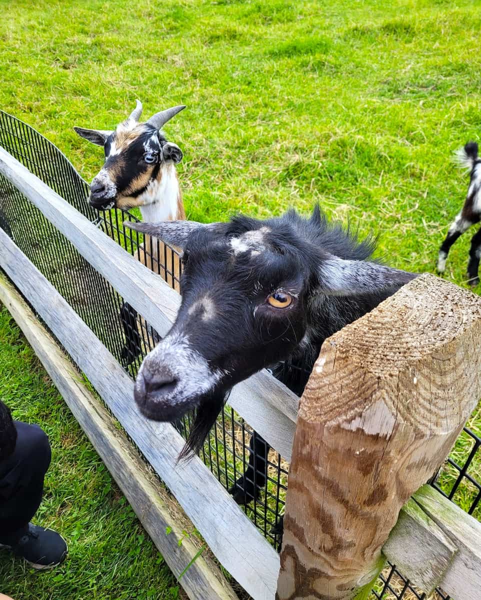 Cherry Crest Adventure Farm, Lancester Cherry Crest Adventure Farm, Lancester
