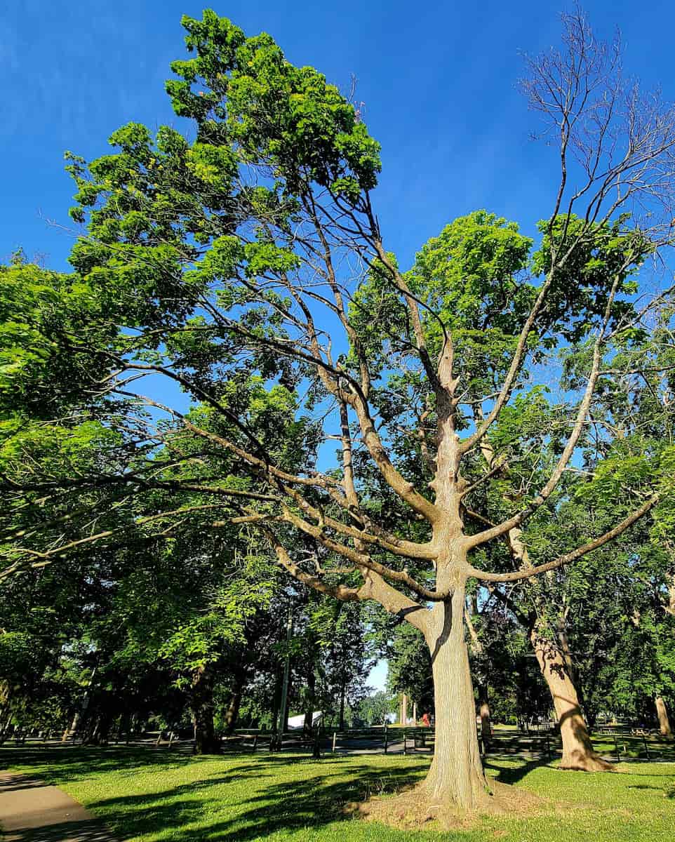 Long's Park, Lancaster Long's Park, Lancaster