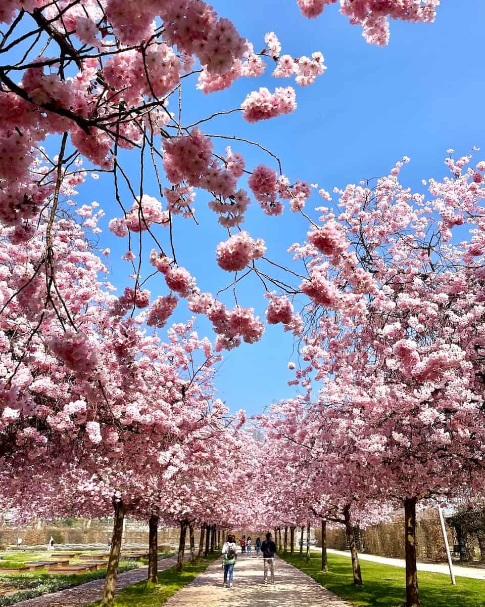 Spring  in Tokyo, Japan Spring in Tokyo, Japan